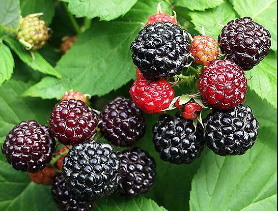 トックリイチゴ